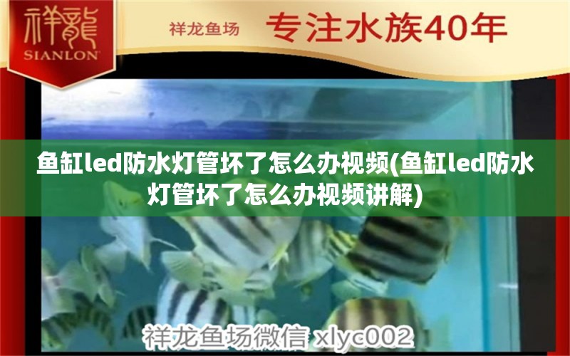 鱼缸led防水灯管坏了怎么办视频(鱼缸led防水灯管坏了怎么办视频讲解)