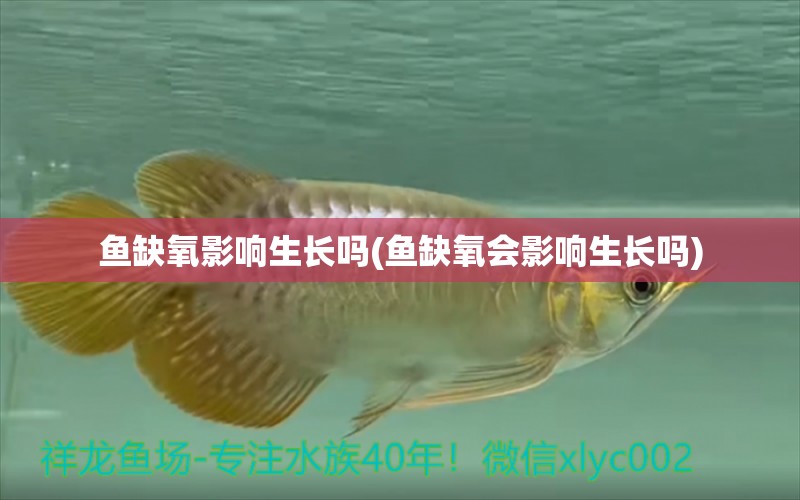 鱼缺氧影响生长吗(鱼缺氧会影响生长吗)