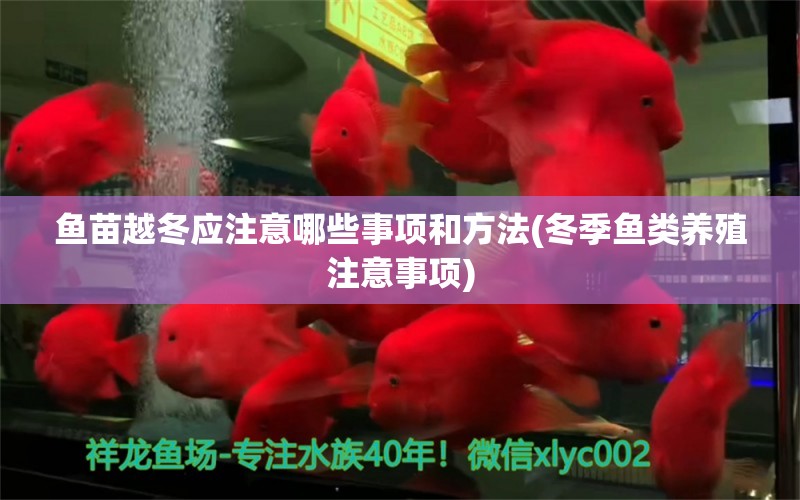 鱼苗越冬应注意哪些事项和方法(冬季鱼类养殖注意事项) 梦幻雷龙鱼