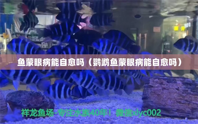 鱼蒙眼病能自愈吗（鹦鹉鱼蒙眼病能自愈吗） 鹦鹉鱼