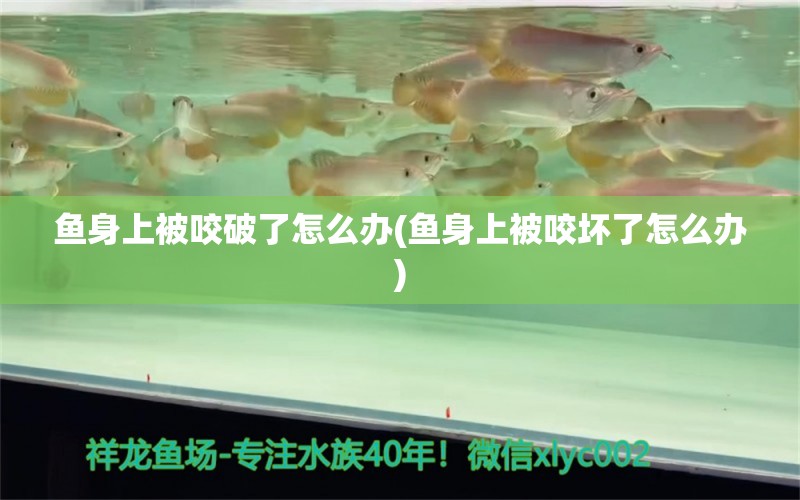 鱼身上被咬破了怎么办(鱼身上被咬坏了怎么办) 马拉莫宝石鱼苗