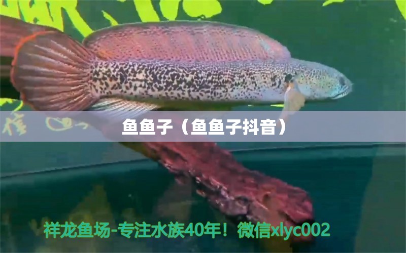 鱼鱼子（鱼鱼子抖音） 祥龙水族医院