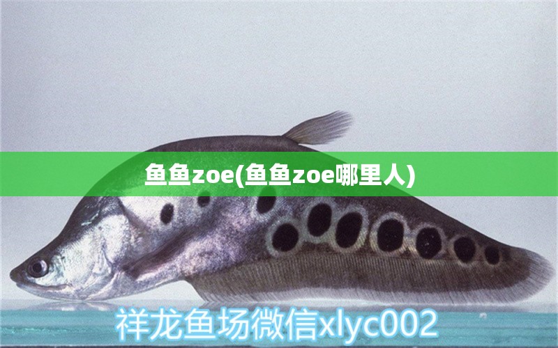 鱼鱼zoe(鱼鱼zoe哪里人) 非洲象鼻鱼