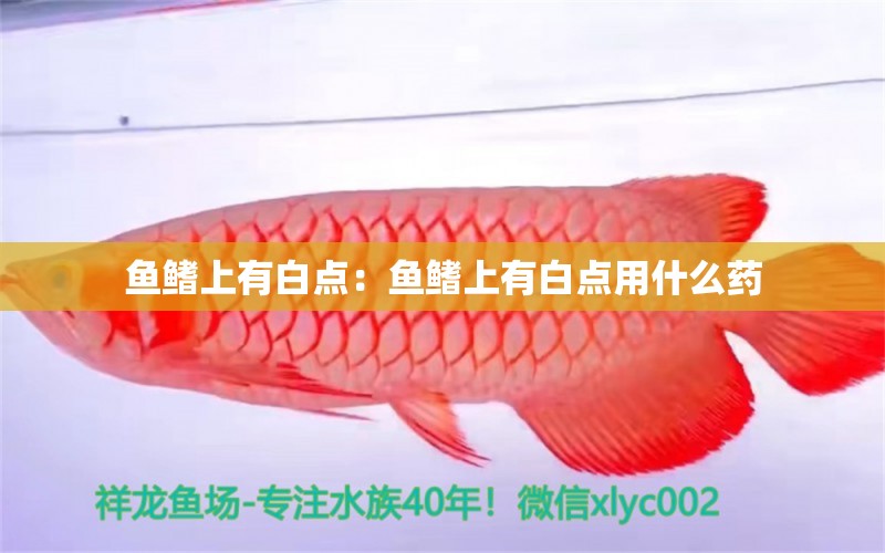 鱼鳍上有白点：鱼鳍上有白点用什么药