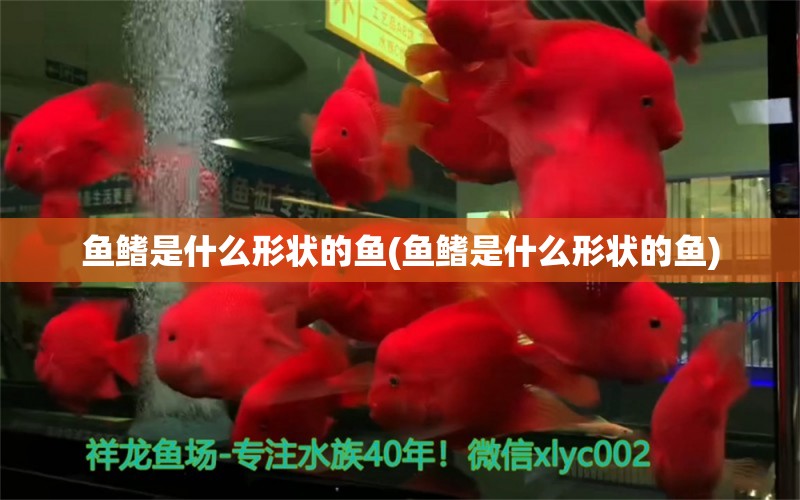 鱼鳍是什么形状的鱼(鱼鳍是什么形状的鱼) BD魟鱼 第1张