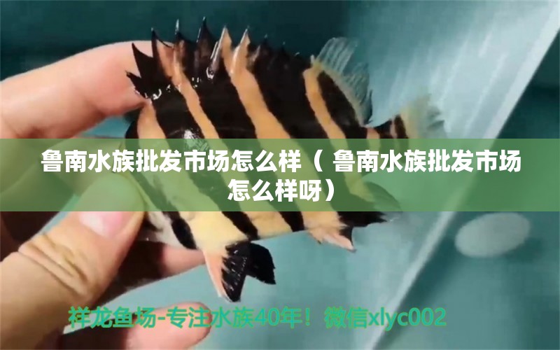 鲁南水族批发市场怎么样（ 鲁南水族批发市场怎么样呀） 虎斑恐龙鱼 第1张