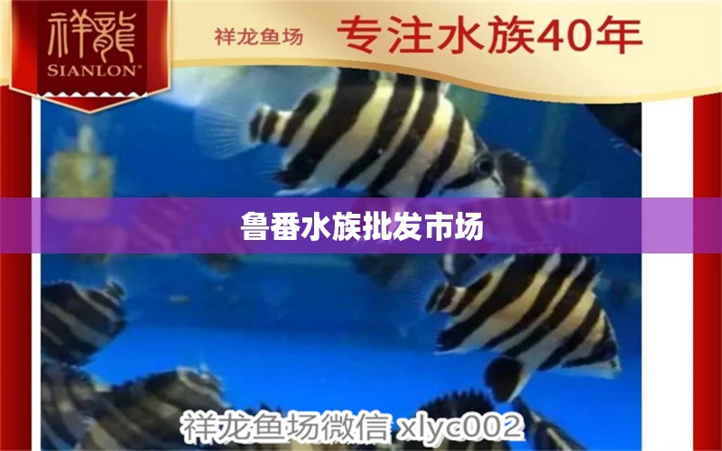 鲁番水族批发市场