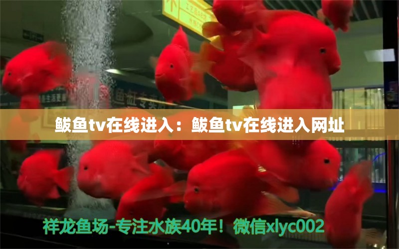 鲅鱼tv在线进入：鲅鱼tv在线进入网址