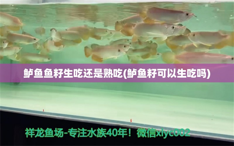 鲈鱼鱼籽生吃还是熟吃(鲈鱼籽可以生吃吗) 黄金猫鱼百科 第1张