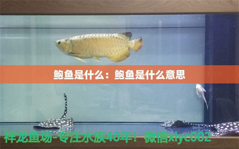 鲍鱼是什么：鲍鱼是什么意思 麦肯斯银版鱼