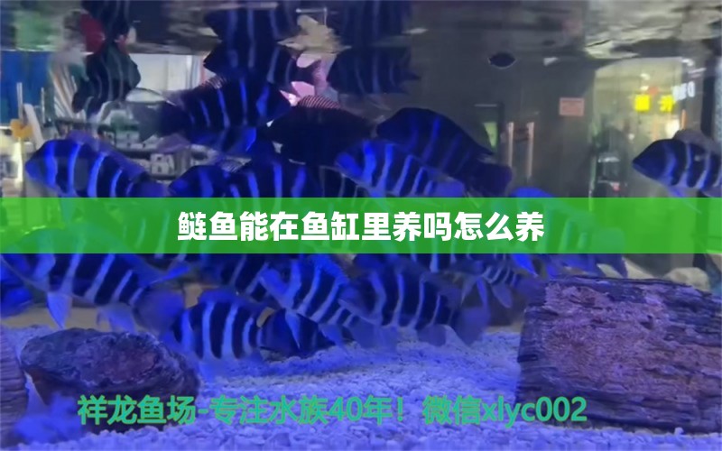 鲢鱼能在鱼缸里养吗怎么养