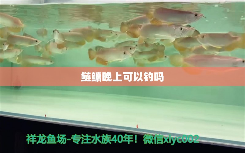 鲢鳙晚上可以钓吗 鹦鹉鱼