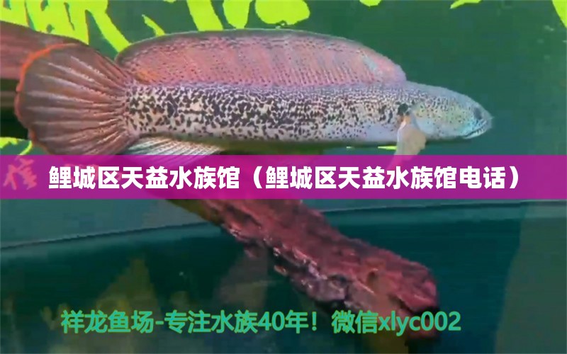 鲤城区天益水族馆（鲤城区天益水族馆电话）