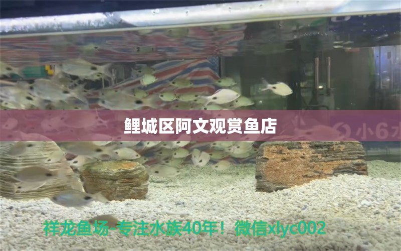 鲤城区阿文观赏鱼店 全国水族馆企业名录