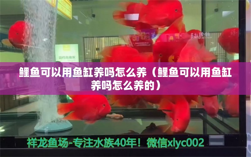 鲤鱼可以用鱼缸养吗怎么养（鲤鱼可以用鱼缸养吗怎么养的） 祥龙水族医院