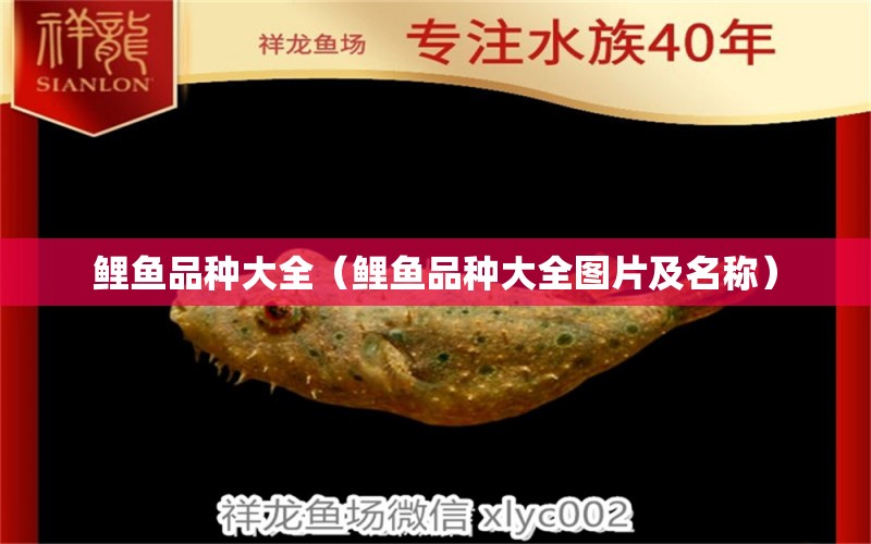 鲤鱼品种大全（鲤鱼品种大全图片及名称）