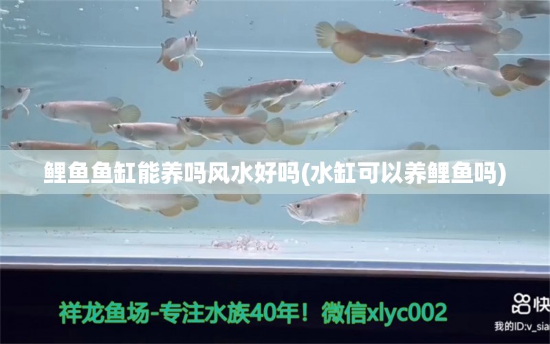 鲤鱼鱼缸能养吗风水好吗(水缸可以养鲤鱼吗)