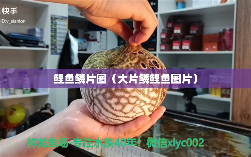 鲤鱼鳞片图（大片鳞鲤鱼图片） 黄金招财猫鱼