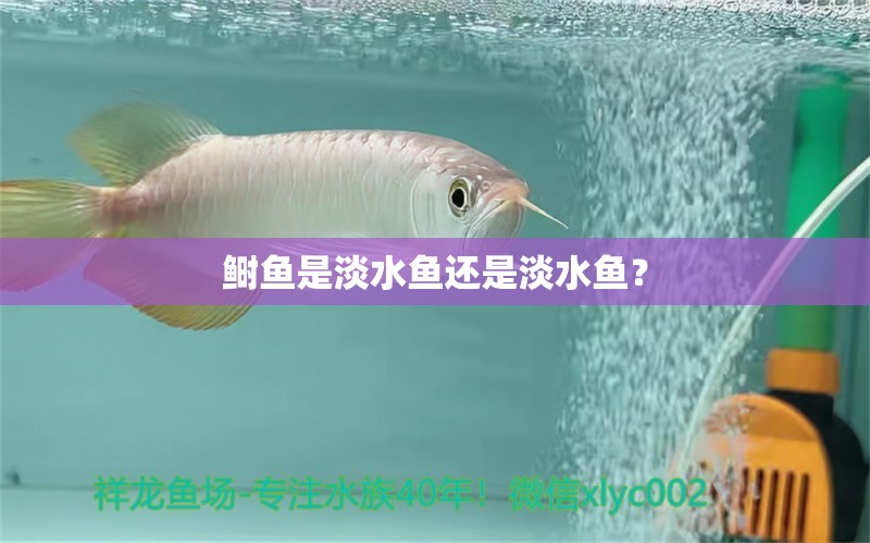 鲥鱼是淡水鱼还是淡水鱼？