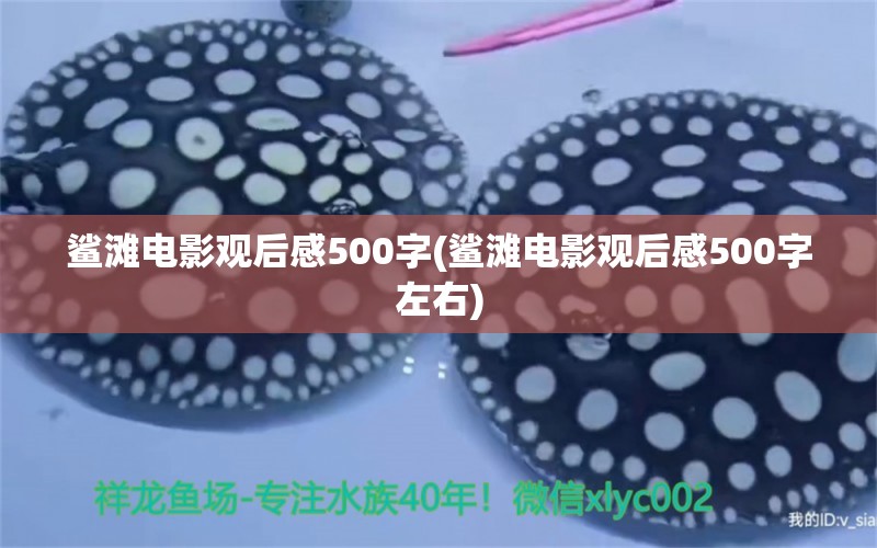 鲨滩电影观后感500字(鲨滩电影观后感500字左右) 祥龙水族滤材/器材