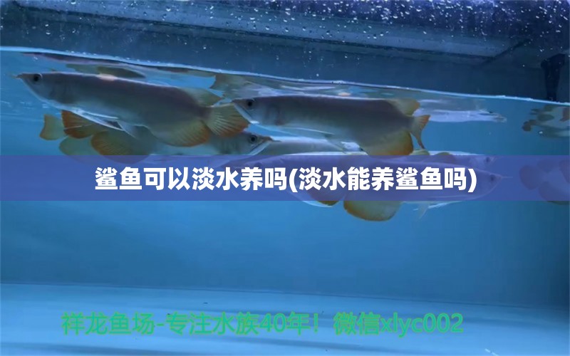 鲨鱼可以淡水养吗(淡水能养鲨鱼吗) 绿皮辣椒小红龙