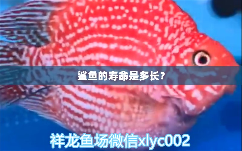 鲨鱼的寿命是多长？ 红勾银版鱼