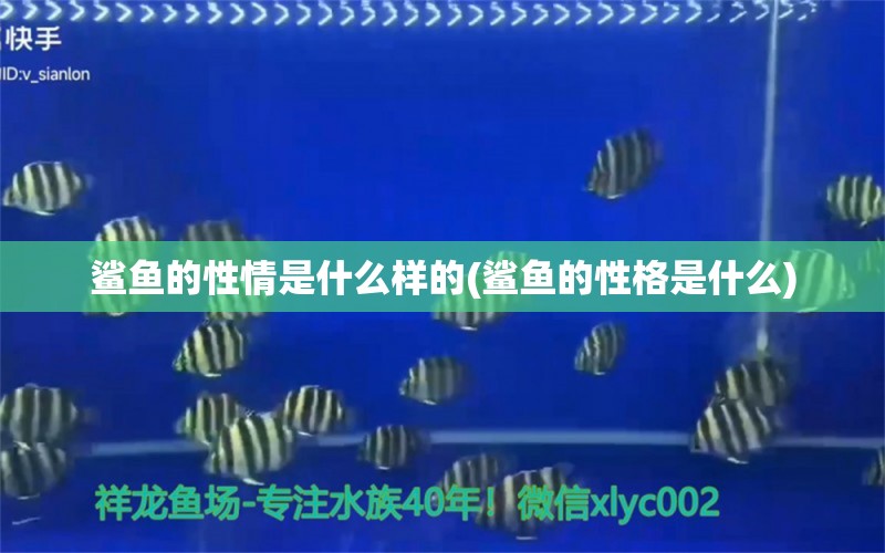 鲨鱼的性情是什么样的(鲨鱼的性格是什么) 马拉莫宝石鱼