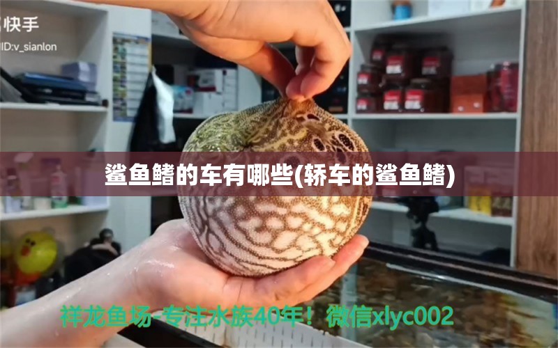 鲨鱼鳍的车有哪些(轿车的鲨鱼鳍) 月光鸭嘴鱼苗