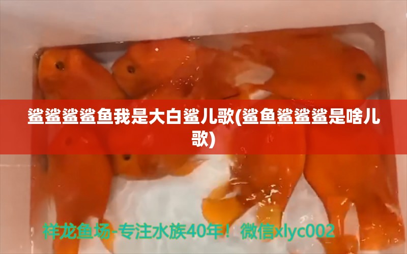 鲨鲨鲨鲨鱼我是大白鲨儿歌(鲨鱼鲨鲨鲨是啥儿歌)