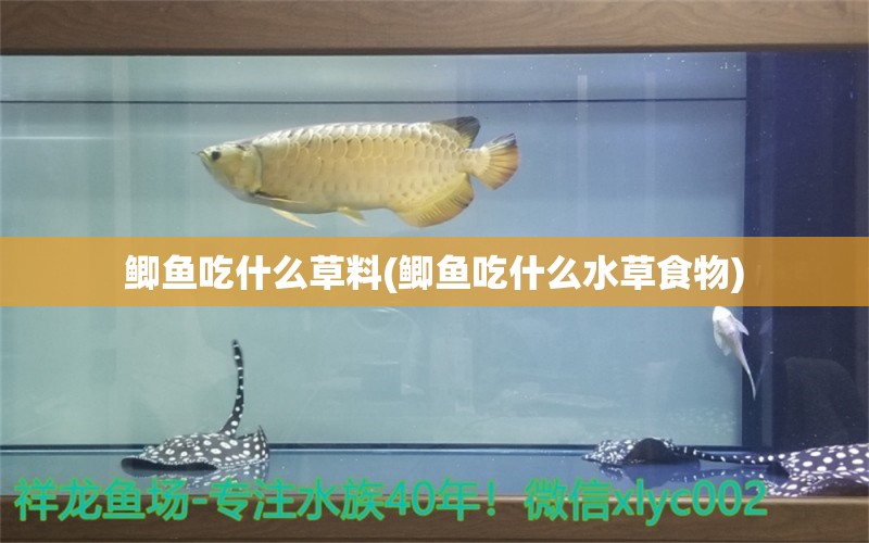 鲫鱼吃什么草料(鲫鱼吃什么水草食物) 水草