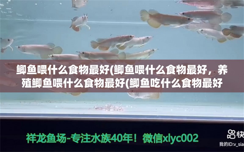 鲫鱼喂什么食物最好(鲫鱼喂什么食物最好，养殖鲫鱼喂什么食物最好(鲫鱼吃什么食物最好