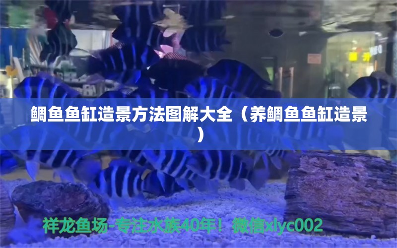 鲷鱼鱼缸造景方法图解大全（养鲷鱼鱼缸造景） 观赏鱼批发