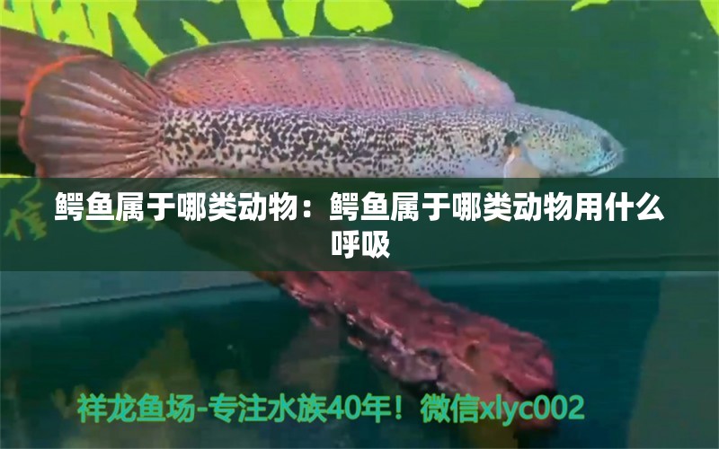 鳄鱼属于哪类动物：鳄鱼属于哪类动物用什么呼吸