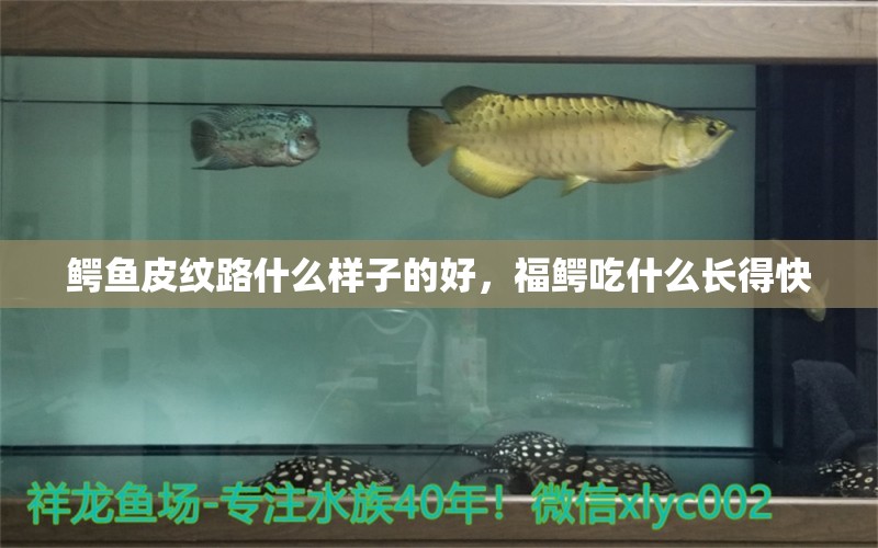 鳄鱼皮纹路什么样子的好，福鳄吃什么长得快