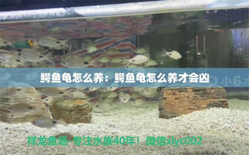 鳄鱼龟怎么养：鳄鱼龟怎么养才会凶