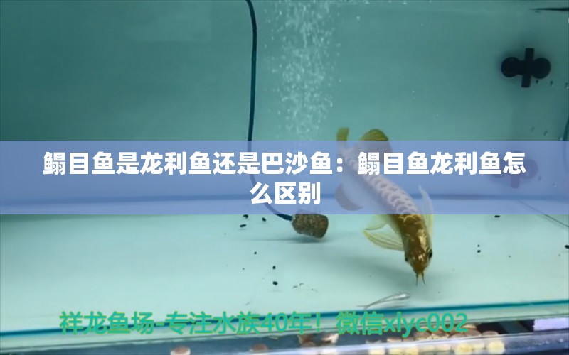 鳎目鱼是龙利鱼还是巴沙鱼：鳎目鱼龙利鱼怎么区别