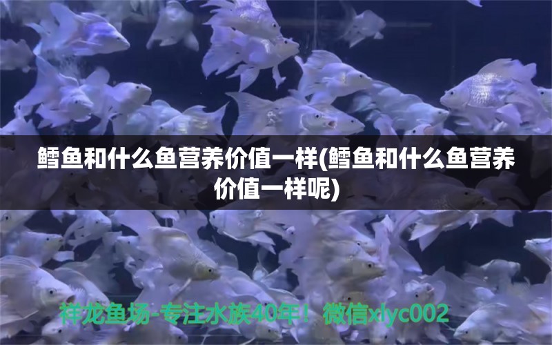 鳕鱼和什么鱼营养价值一样(鳕鱼和什么鱼营养价值一样呢) 白子银龙苗（黄化银龙苗）