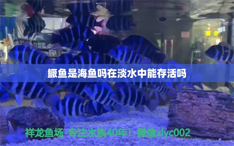 鳜鱼是海鱼吗在淡水中能存活吗