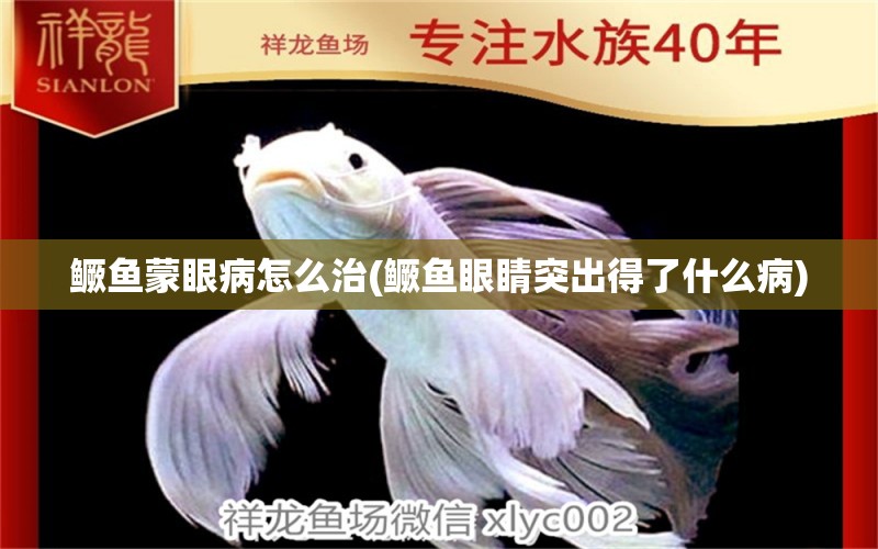 鳜鱼蒙眼病怎么治(鳜鱼眼睛突出得了什么病) 水族杂谈