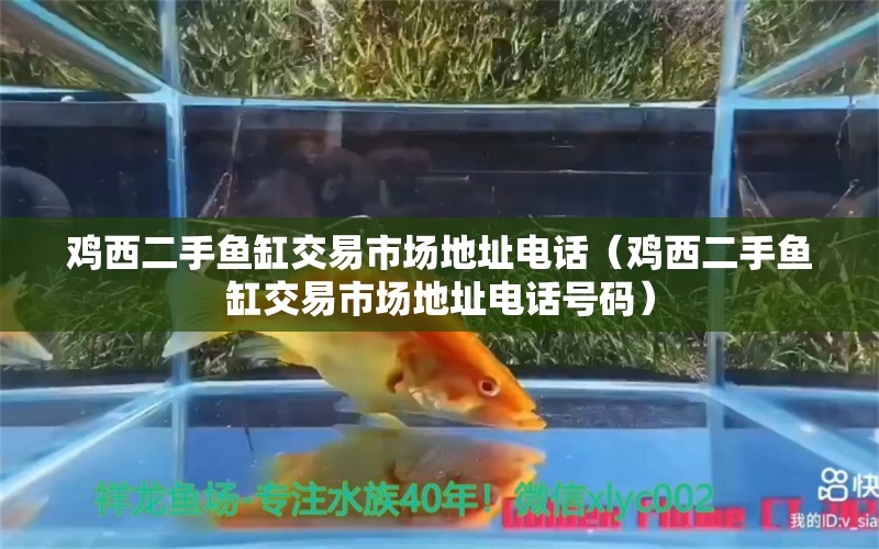 鸡西二手鱼缸交易市场地址电话（鸡西二手鱼缸交易市场地址电话号码）