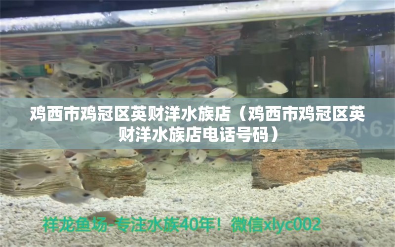 鸡西市鸡冠区英财洋水族店（鸡西市鸡冠区英财洋水族店电话号码）