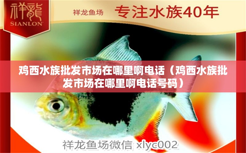 鸡西水族批发市场在哪里啊电话（鸡西水族批发市场在哪里啊电话号码）