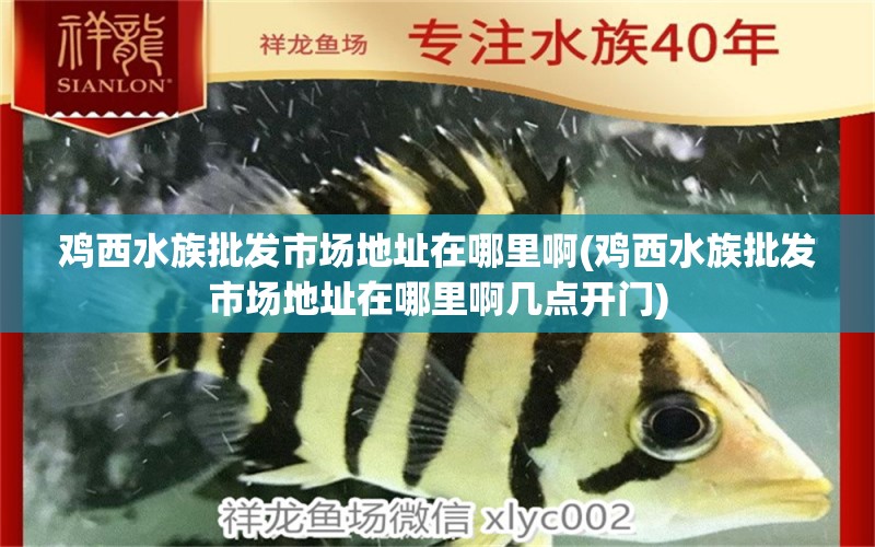 鸡西水族批发市场地址在哪里啊(鸡西水族批发市场地址在哪里啊几点开门) 观赏鱼水族批发市场