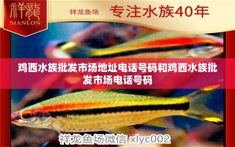 鸡西水族批发市场地址电话号码和鸡西水族批发市场电话号码 观赏鱼水族批发市场 第1张