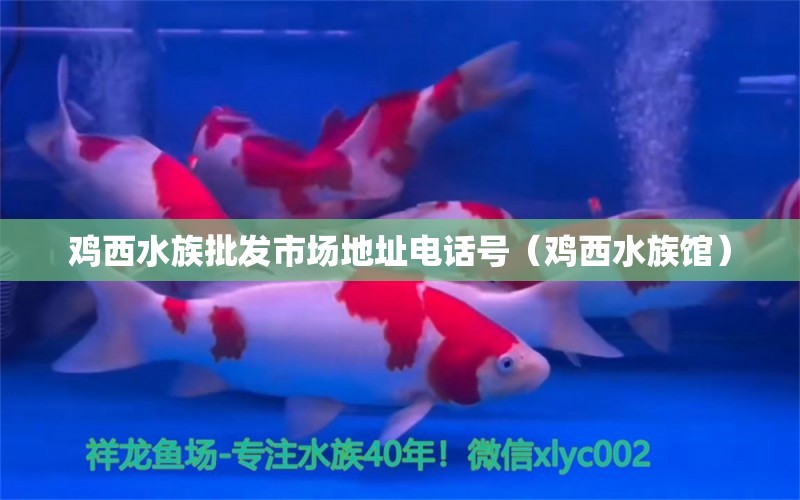 鸡西水族批发市场地址电话号（鸡西水族馆）