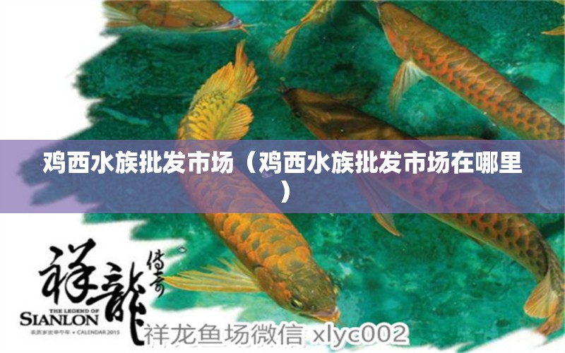 鸡西水族批发市场（鸡西水族批发市场在哪里）