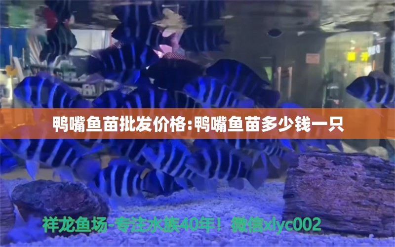 鸭嘴鱼苗批发价格:鸭嘴鱼苗多少钱一只