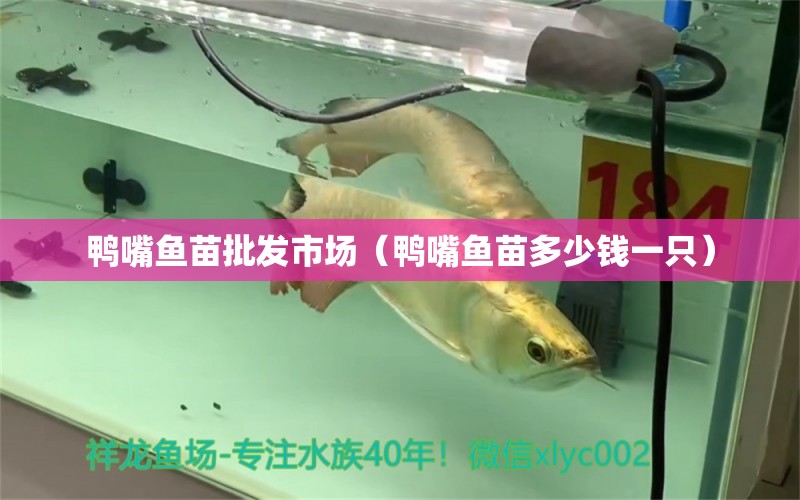 鸭嘴鱼苗批发市场（鸭嘴鱼苗多少钱一只） 祥龙龙鱼专用水族灯 第1张