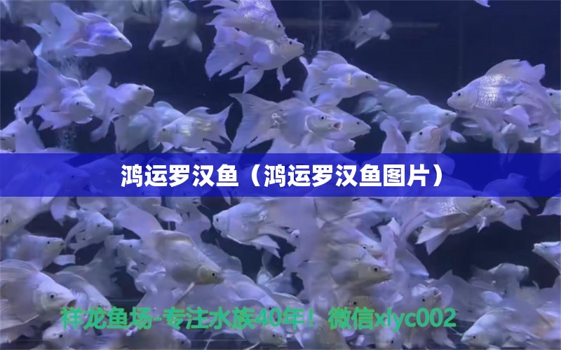 鸿运罗汉鱼（鸿运罗汉鱼图片）