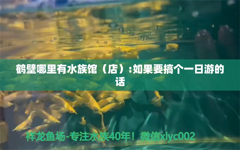 鹤壁哪里有水族馆（店）:如果要搞个一日游的话